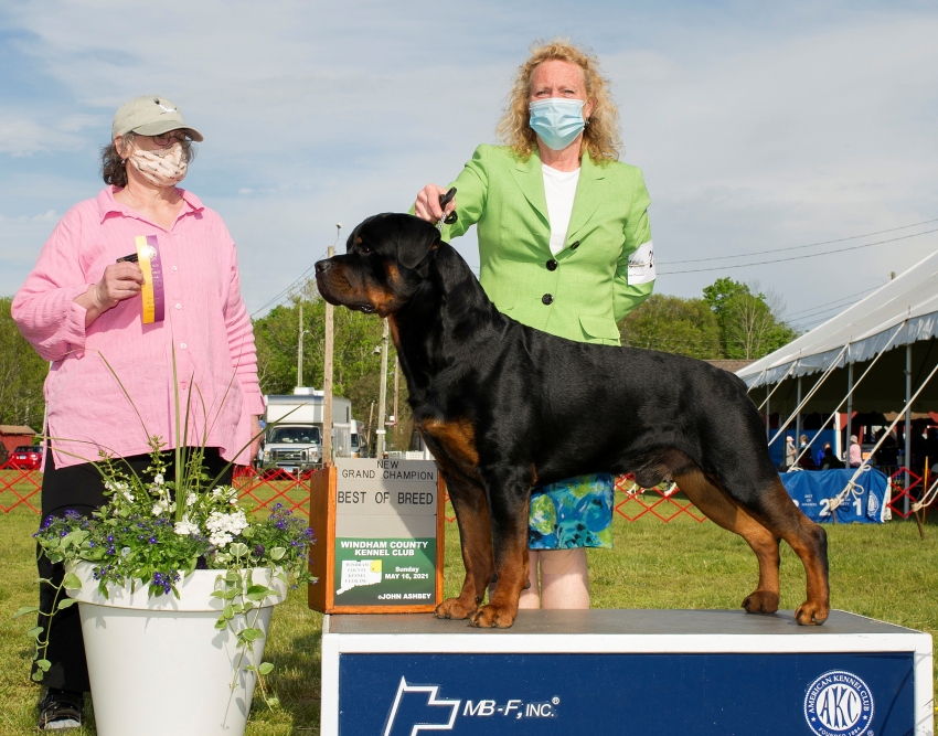 Roscoe GRCH @ 2yrs - Click for Larger View