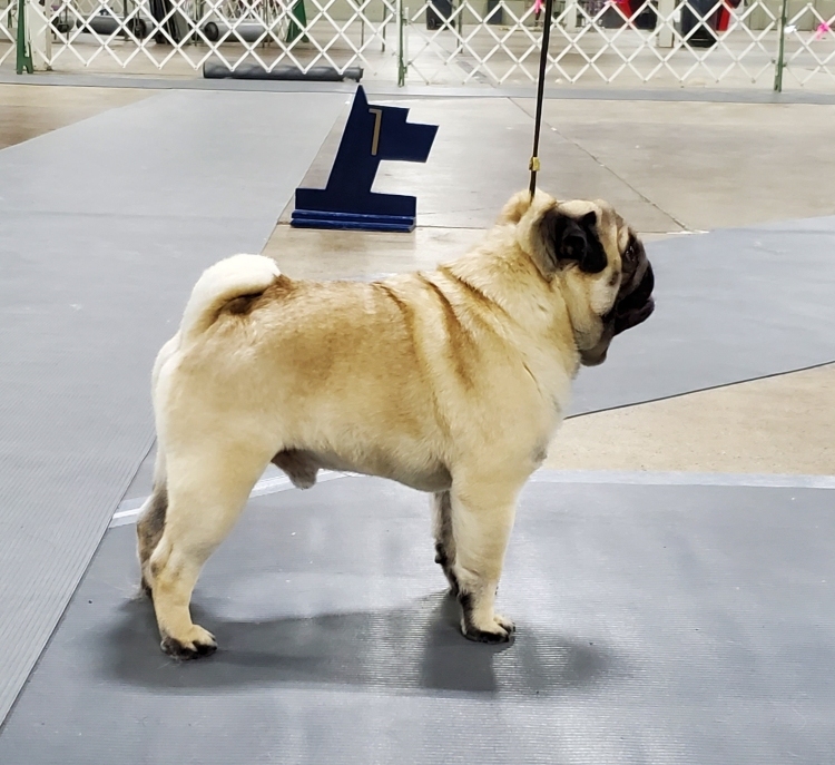 CH CASEY’S UPPING THE ANTE CGC - Click for Larger View