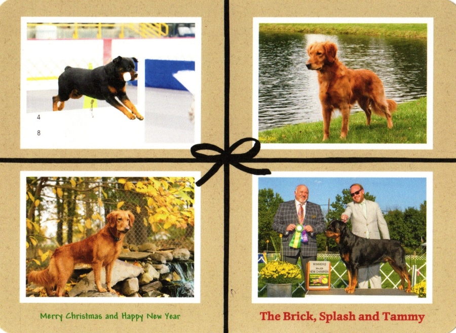 Tammy Brick Splash Christmas 2021 - Click for Larger View