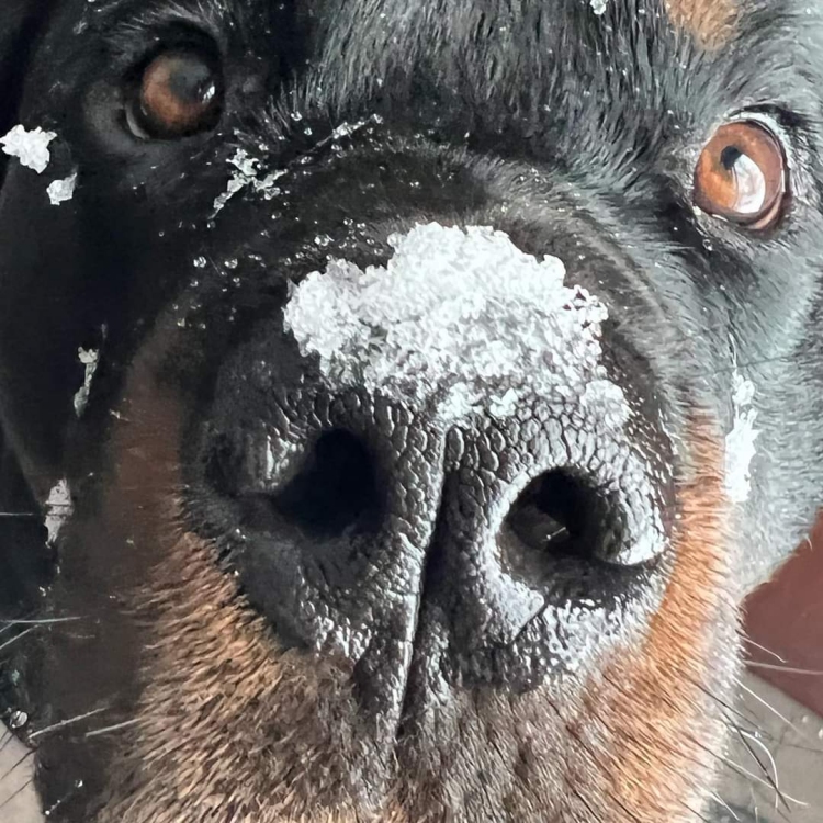 Zamora 16months - Click for Larger View