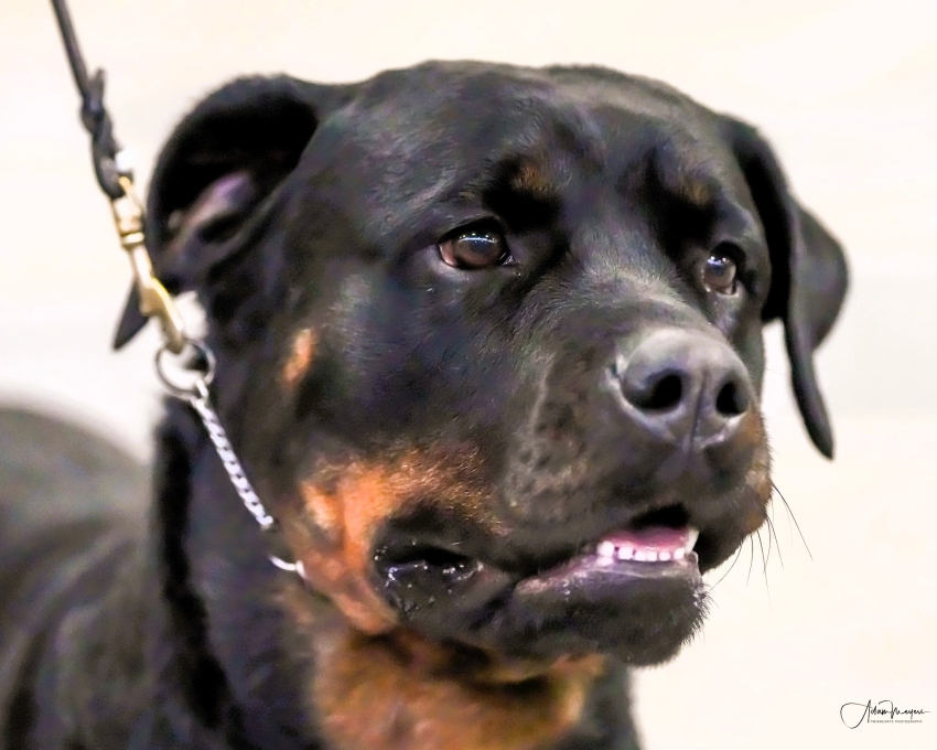 Denver blk eyes 5yrs CT River 2024 - Click for Larger View