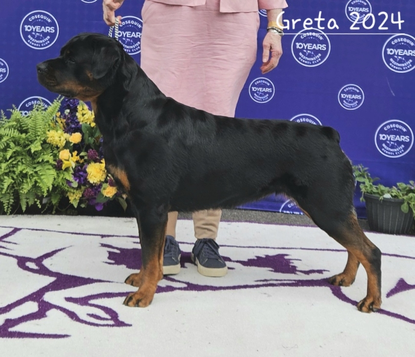 Westminster - Click for Larger View