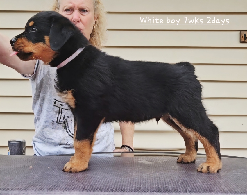 Click for Larger View