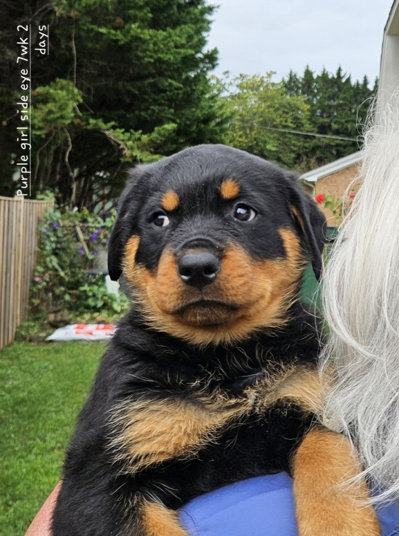 Click for Larger View