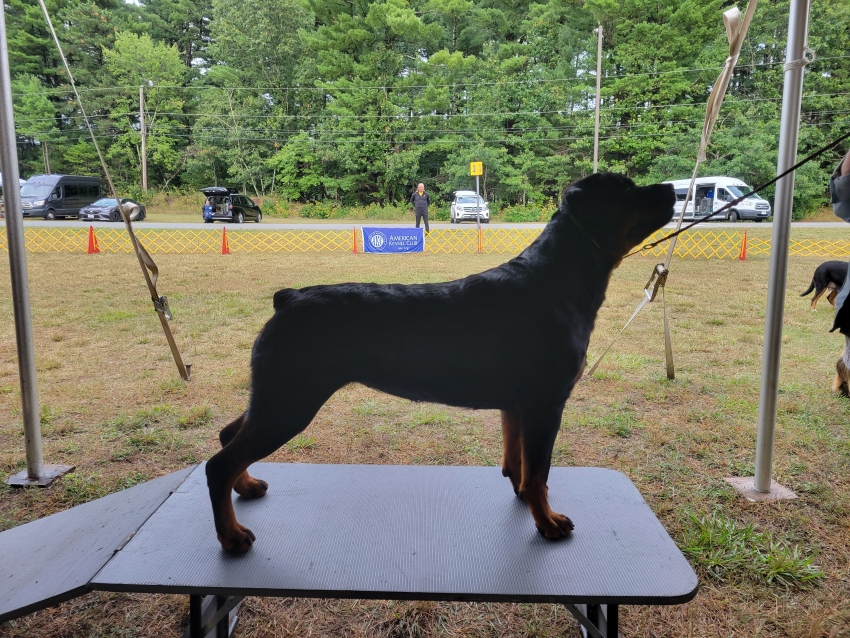 Greta @ 3yrs - Click for Larger View