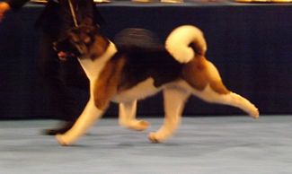 Akita at Eukanuba Show - Click for Larger View