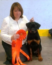 Bogie 4.5 months first baby puppy in show May 17 2014 - Click for Larger View