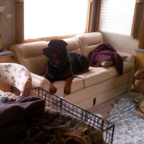 Bubba enjoying his couch at CRC 2013