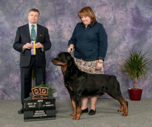 Bubba" went WD BOB at the Ontario Breeders Association under judge Michel Chaloux - Click for Larger View