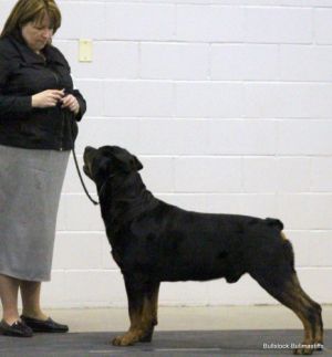 Bubba" went WD BOB at the Ontario Breeders Association under judge Michel Chaloux - Click for Larger View