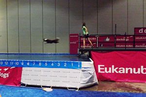 Dock Diving dog - Click for Larger View