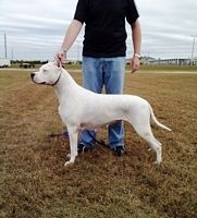 Dogo - Click for Larger View