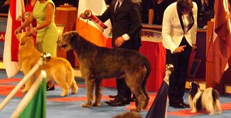 Golden and wolfhound international winners - Click for Larger View