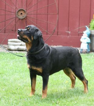 Gr Ch Wllslands Gettin Down To Business CGC RN - Click for Larger View