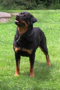 Gr Ch Wllslands Gettin Down To Business CGC RN - Click for Larger View