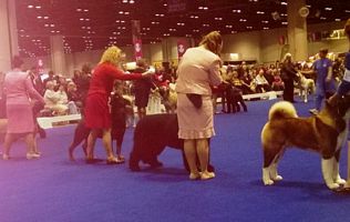 Group line up 2013 Eukanuba - Click for Larger View