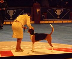 Hound Grp winner - Click for Larger View