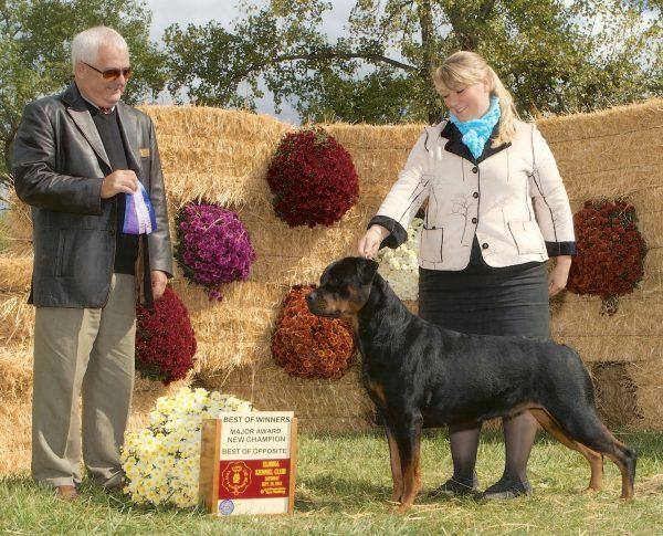 Wllslands Greatest Spectacle RN CGC went Best of Winners and Best of Opposite for her Championship