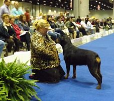 Lisa Baker in the breed ring at Eukanuba 2013 - Click for Larger View