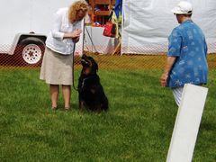 Mattie working in the 90 heat - Click for Larger View