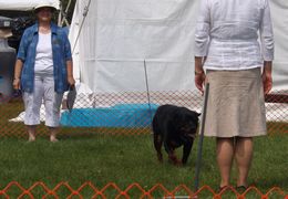 Mattie working in the 90 heat - Click for Larger View