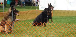 Mattie working in the 90 heat - Click for Larger View