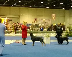 OH Breed ring Eukanuba 2013- Click for Larger View