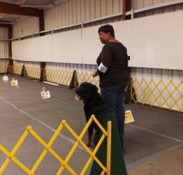 Onyx and Yvette Goshen Rally Advanced 2nd leg first place Sept 22,2013 - Click for Larger View