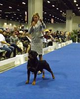 Sarah and Fiesta, Breed ring Eukanuba 2013 Orlando - Click for Larger View