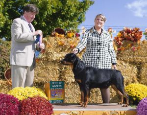 Yvette and Onyx Sept 22, 2013 Goshen first place Rally Advanced - Click for Larger View