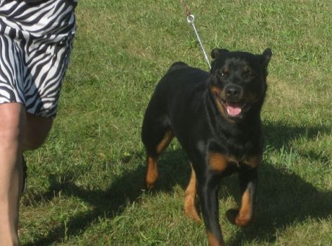 Sierra - Stormville 2012 @ 14 months