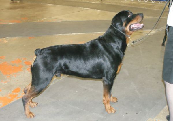 Steam WD / BOW Springfield Feb 5 2012