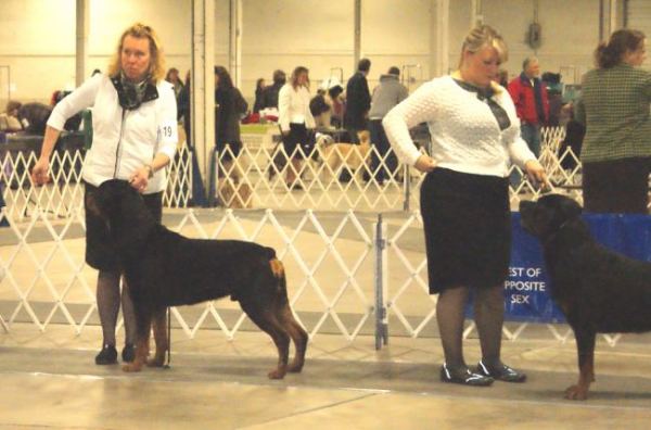 Steam WD / BOW Springfield Feb 5 2012