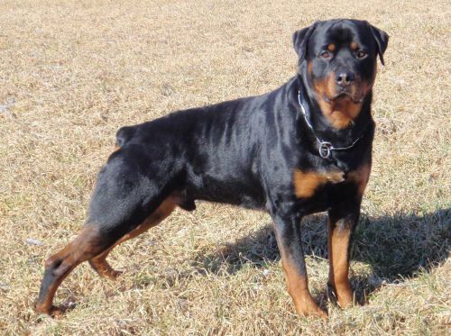 Steam 28months Jan 20, 2012