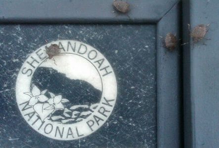 Stink Bugs everywhere!