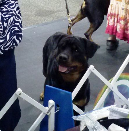 Wllslands Salt Rocks Sierra Mist AmBred class CRC 2013