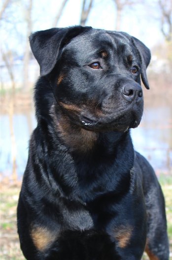 Wllslands Running with the Rebel