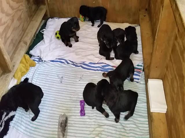 3_week_old pups