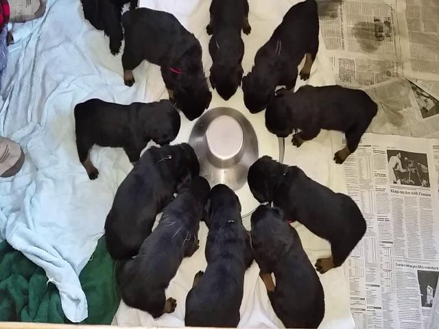 3_week_old_pups2