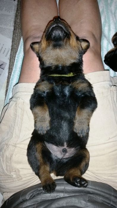 Army Green boy on back 16 days - Click for Larger View