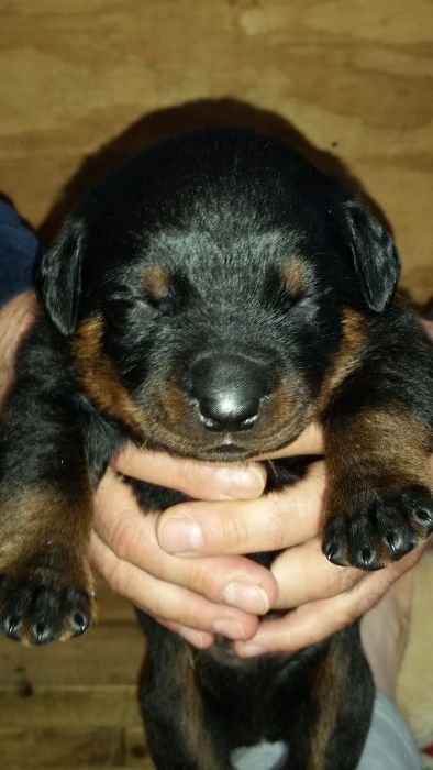 Army green boy 2 weeks - Click for Larger View