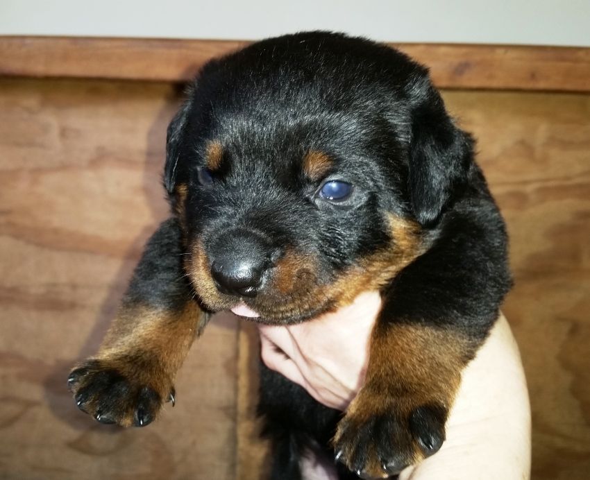 Army green - Click for Larger View