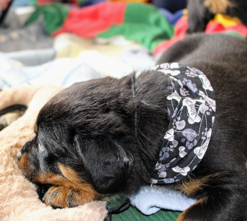 puppies @ 5wks 4days - Click for Larger View