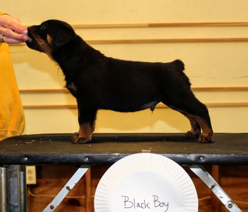 puppies @ 5wks 4days - Click for Larger View