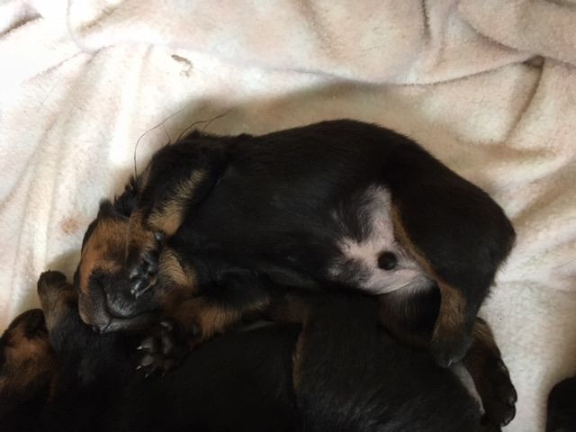 Black - Click for Larger View