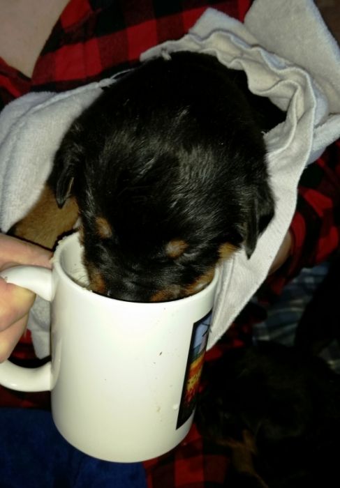 Black morning milk 16 days - Click for Larger View