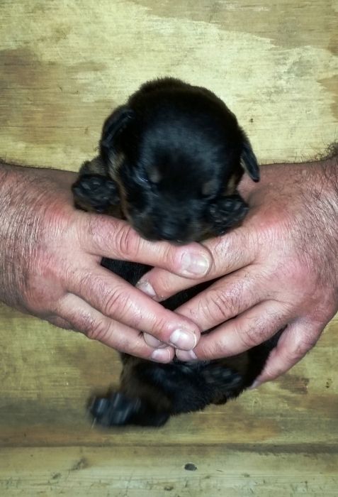 Blue boy 2 weeks - Click for Larger View