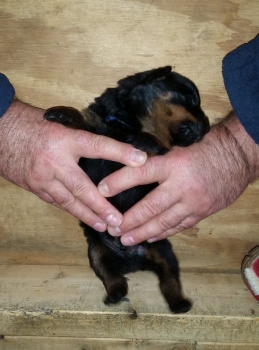 Blue boy 2 weeks - Click for Larger View