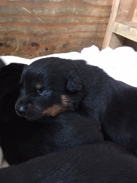 Grey - Click for Larger View