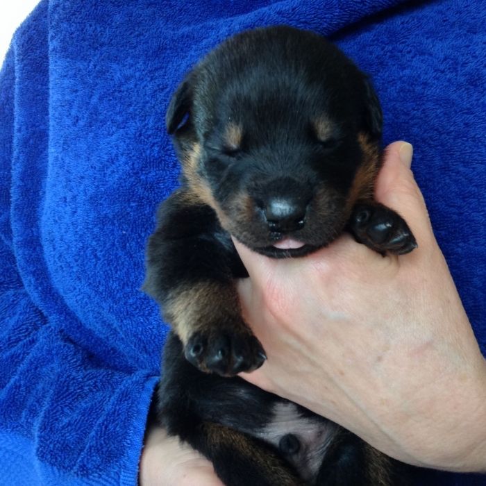 Blue boy - Click for Larger View